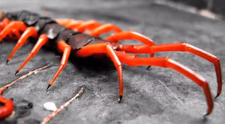 Kinh hai loai ret doc khong lo boi nhanh nhu luon - Anh 5