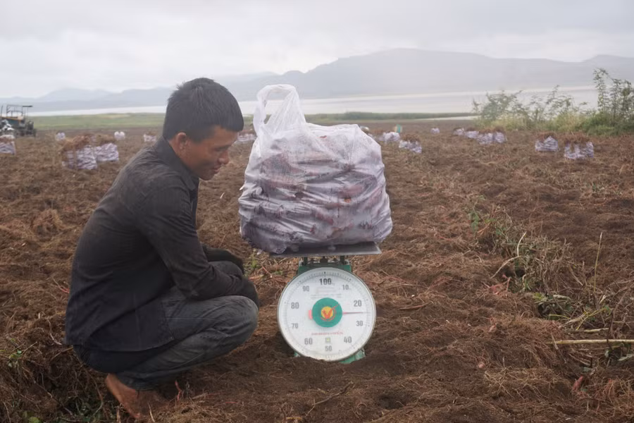 Anh Vũ Đình Sơn cân khoai lang bán cho thương lái.