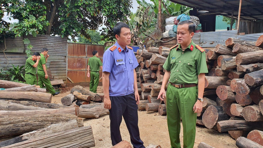 Lực lượng chức năng kiểm đếm số lượng gỗ lậu tại Công ty TNHH Thương mại và Dịch vụ gỗ Phương Tây Nguyên. Ảnh: SĐ. Lực lượng chức năng kiểm đếm số lượng gỗ lậu tại Công ty TNHH Thương mại và Dịch vụ gỗ Phương Tây Nguyên. Ảnh: SĐ.