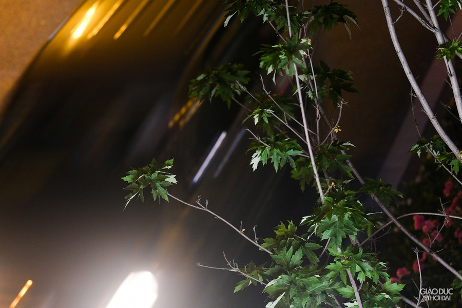 Tuyến phố Nguyễn Chí Thanh - Trần Duy Hưng có 217 cây còn sống, 45 cây đã chết.