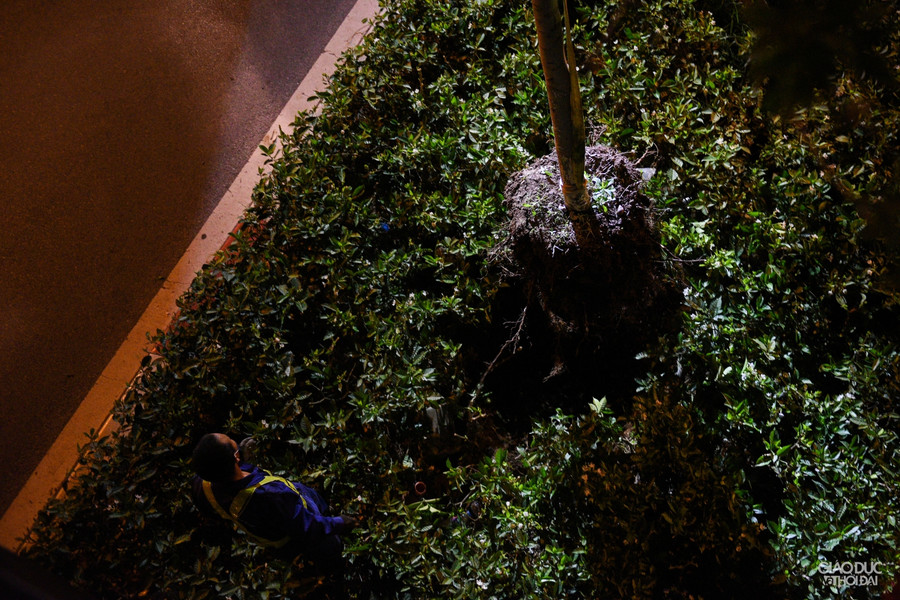 Hà Nội: Hàng cây phong lá đỏ được di dời trong đêm ảnh 8