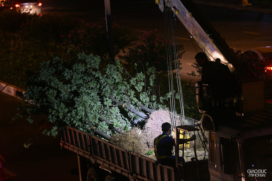 Hà Nội: Hàng cây phong lá đỏ được di dời trong đêm ảnh 11