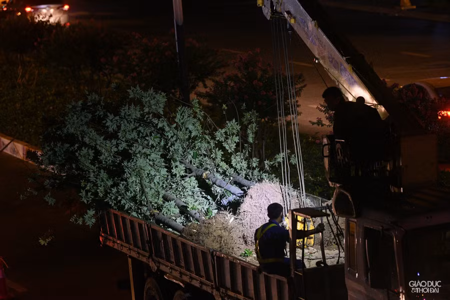 Hà Nội: Hàng cây phong lá đỏ được di dời trong đêm ảnh 11