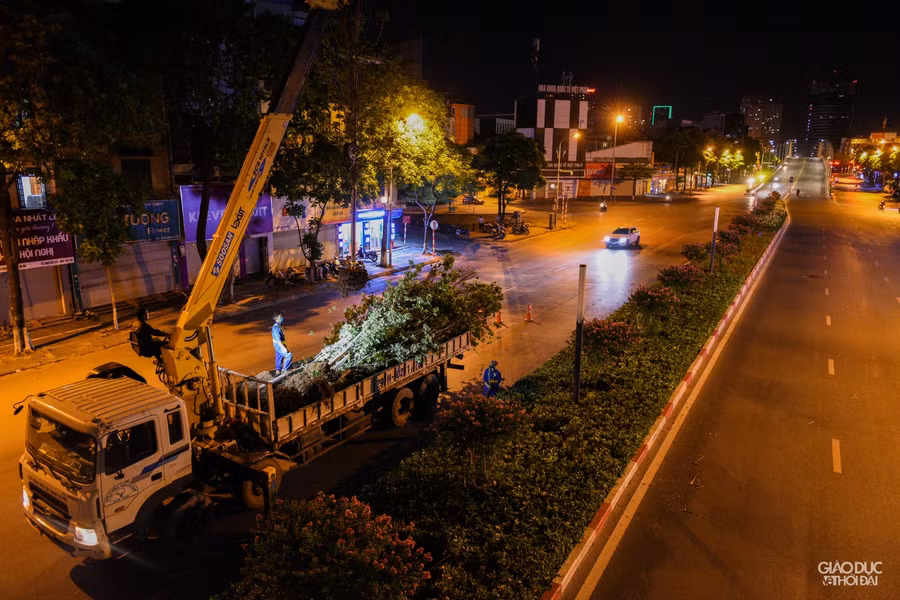 Đơn vị cũng sẽ tham khảo ý kiến của nhà tài trợ hơn 200 cây phong, xem trồng ở đâu phù hợp hơn