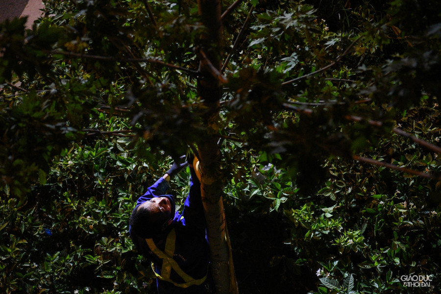 Sau khi bỏ khung đỡ, cây sẽ được xe cẩu nhấc lên.