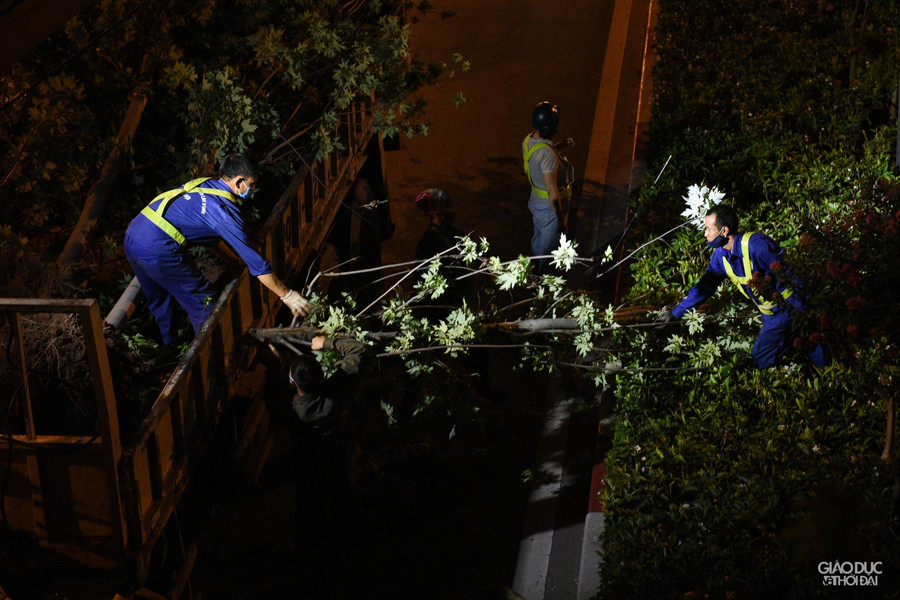 Nhiều cây phong thân đã khô, giòn và dễ gãy.
