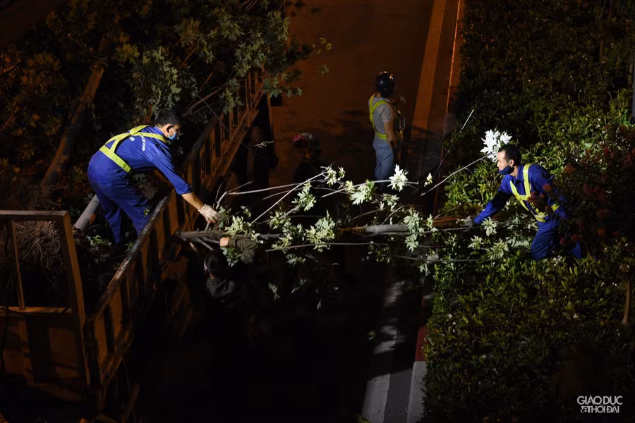 Nhiều cây phong thân đã khô, giòn và dễ gãy.