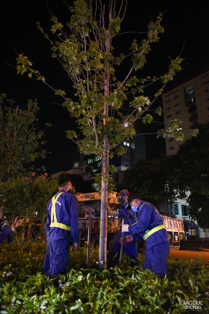 Hà Nội: Hàng cây phong lá đỏ được di dời trong đêm ảnh 4