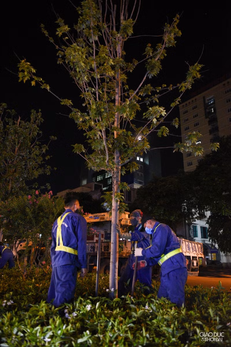 Hà Nội: Hàng cây phong lá đỏ được di dời trong đêm ảnh 4