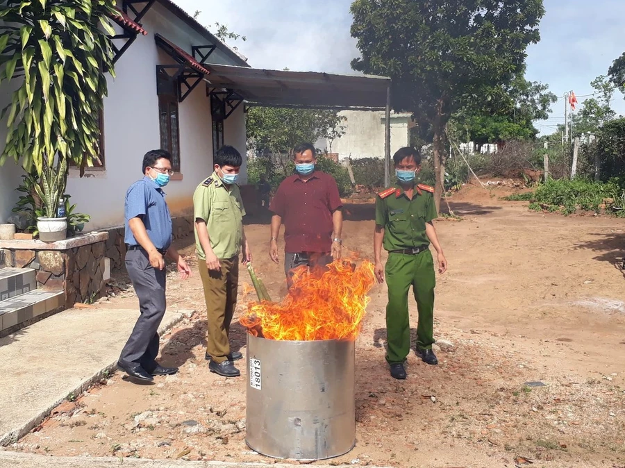 Đội Quản lý Thị trường số 2, Cục Quản lý Thị trường tỉnh Kon Tum tiến hành tiêu huỷ 14kg lá và củ có hình dáng giống sâm Ngọc Linh.