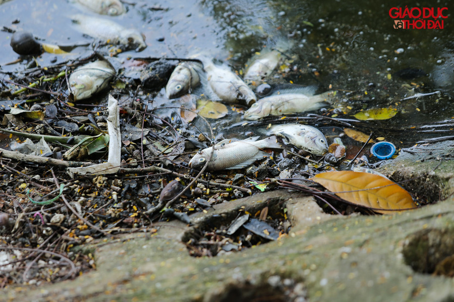 Hiện tượng cá chết đã diễn ra nhiều ngày trước tại khu vực hồ Trúc Bạch.