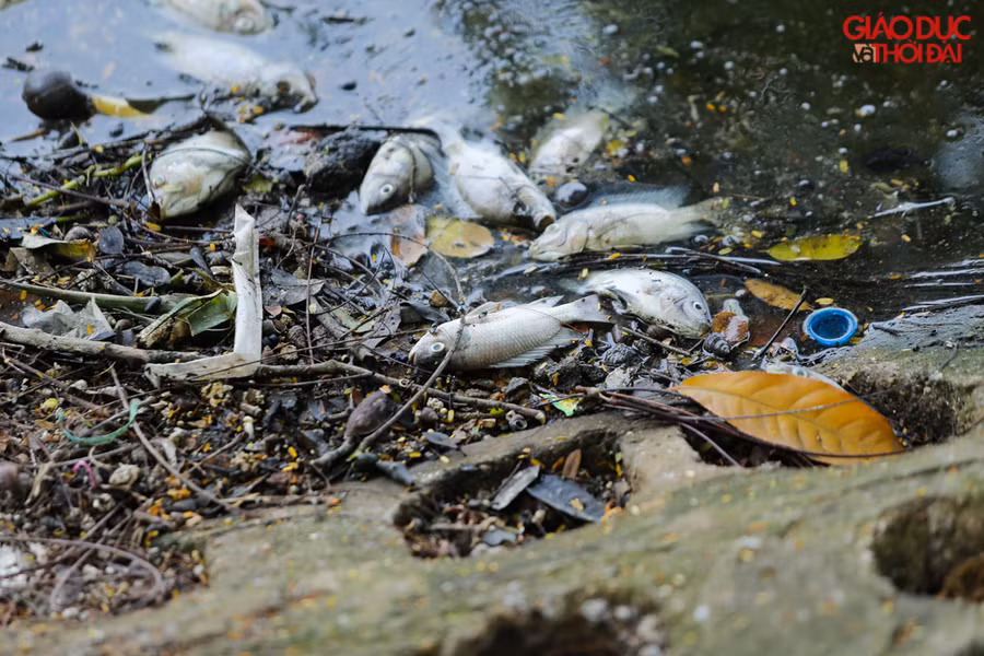 Hiện tượng cá chết đã diễn ra nhiều ngày trước tại khu vực hồ Trúc Bạch.