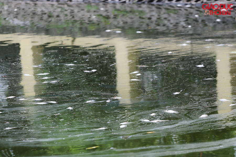 Phần lớn cá chết là rô phi.