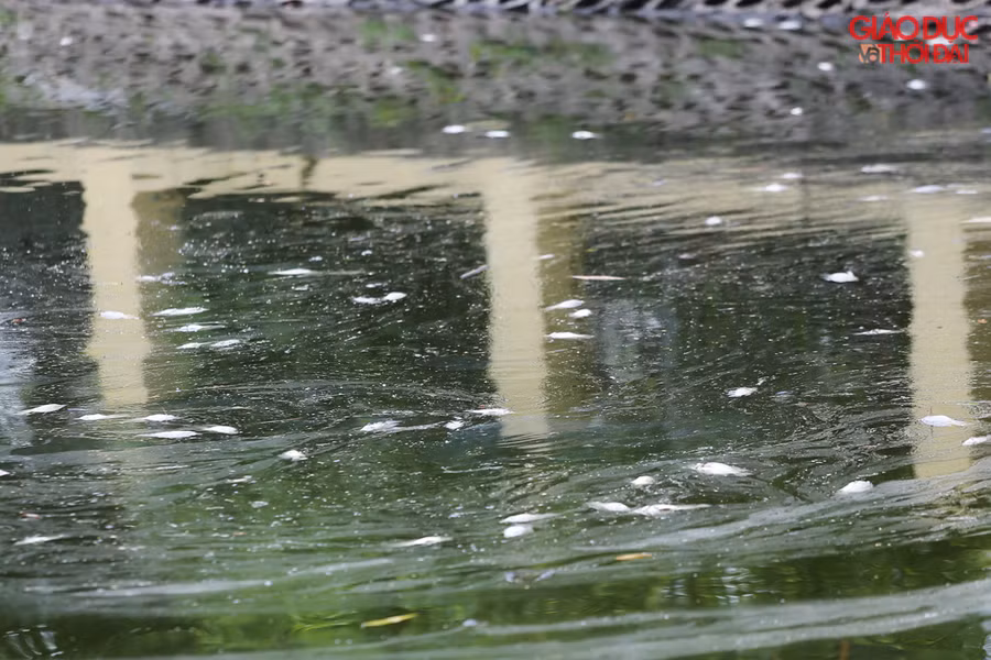 Phần lớn cá chết là rô phi.