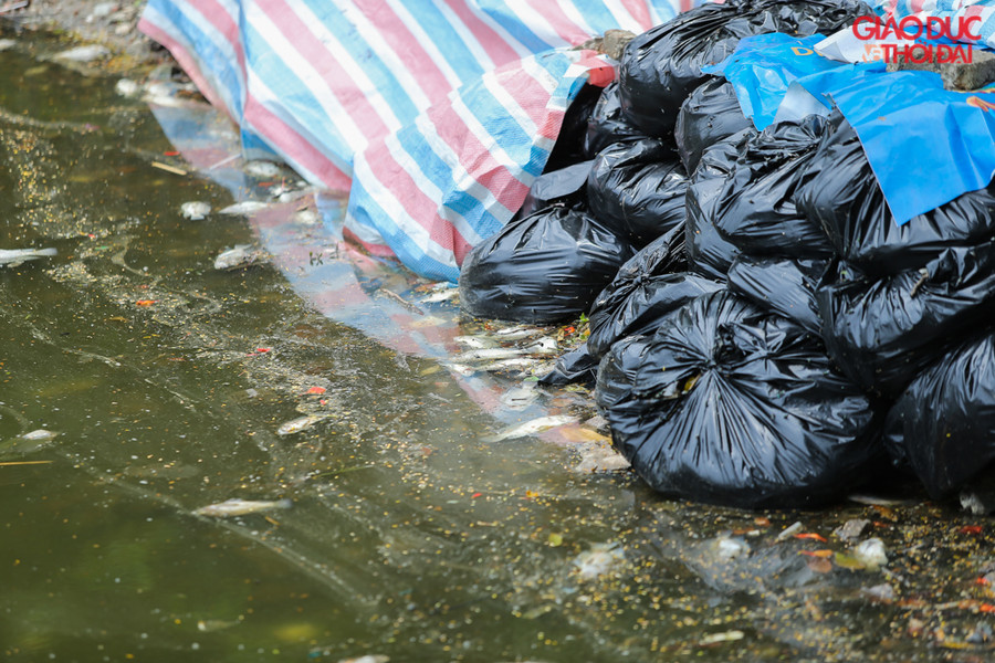 Những túi ni lông đựng cá chết được che, đậy bằng bạt.