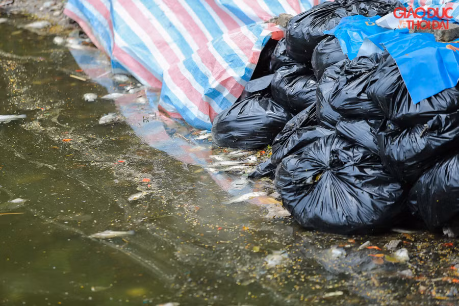 Những túi ni lông đựng cá chết được che, đậy bằng bạt.