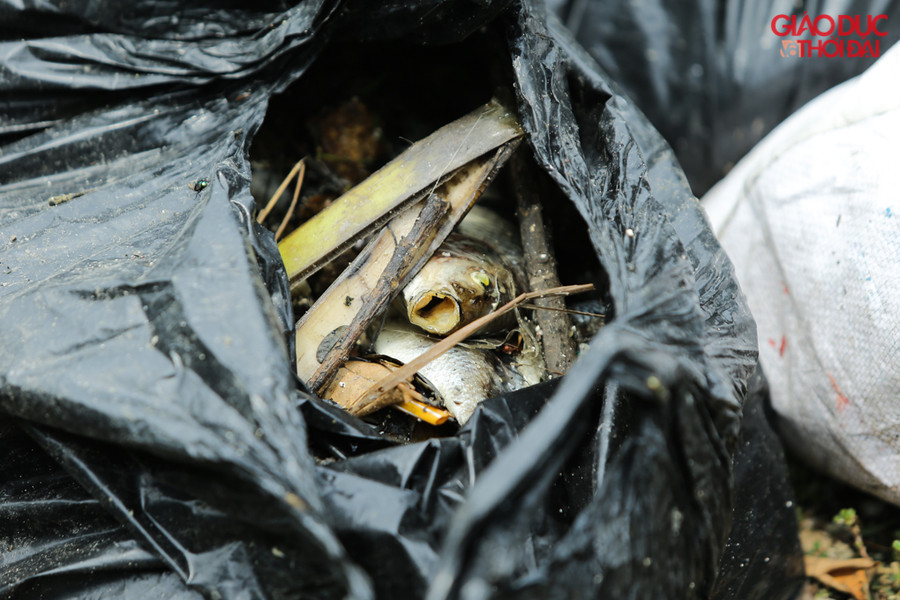 Cá được thu gom vào nhiều túi nilông đen để ngay sát hồ.