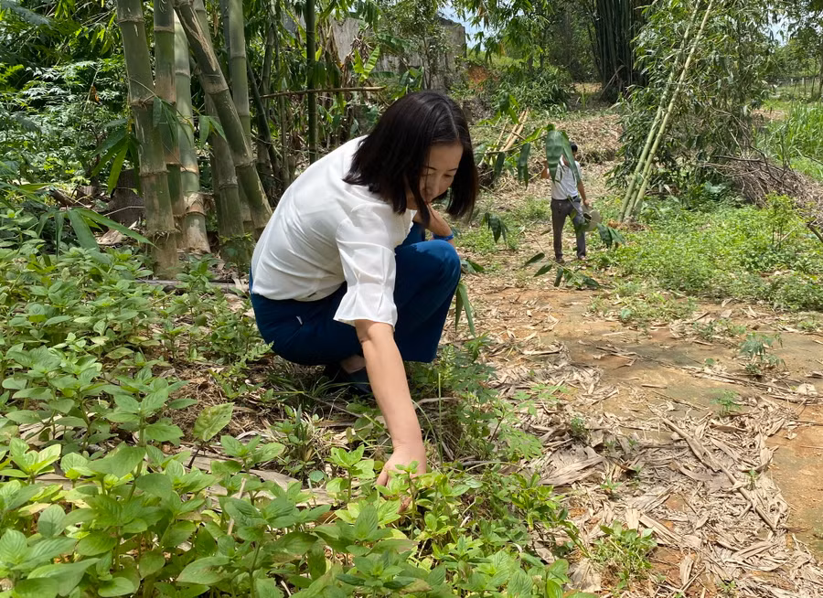 PGS.TS Trần Thị Thu Hà là tác giả chính của 12 bằng bảo hộ giống cây dược liệu.