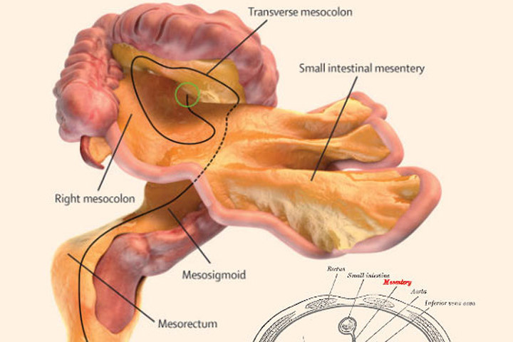 Phát hiện cơ quan mới trong cơ thể