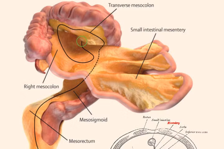 Phát hiện cơ quan mới trong cơ thể
