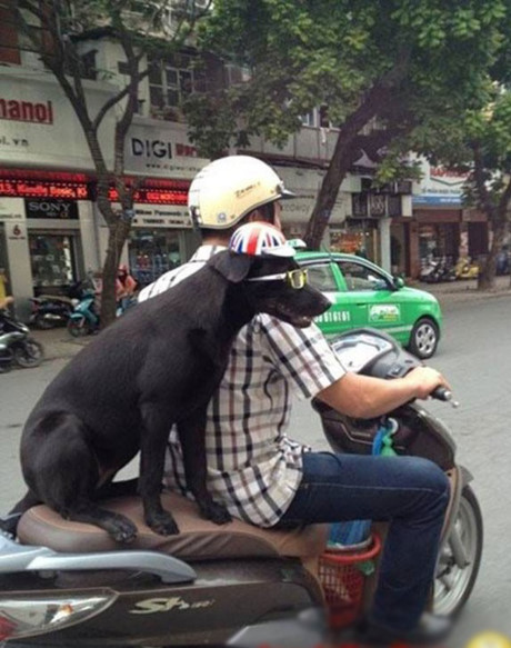 Cười ngất với những kiểu giao thông hài hước nhất quả đất - Ảnh 5 Cuoi ngat voi nhung kieu giao thong hai huoc nhat qua dat - Anh 5