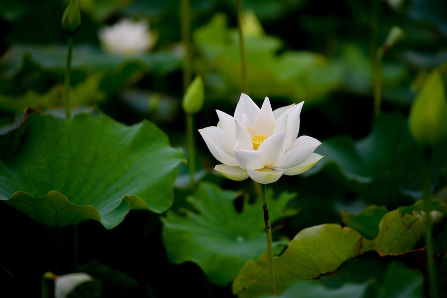 Những cánh sen trắng muốt vươn lên trong bùn đất khiến nhiều người mê đắm ngắm nhìn.