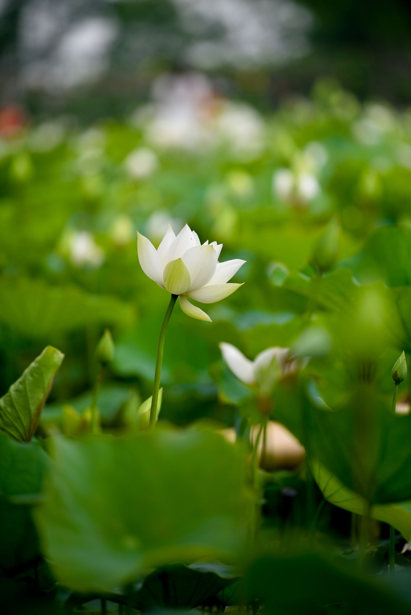 Khác hẳn với màu sen hồng đặc trưng, loài sen trắng tinh khiết, mỏng manh nhưng có độ bền cao.