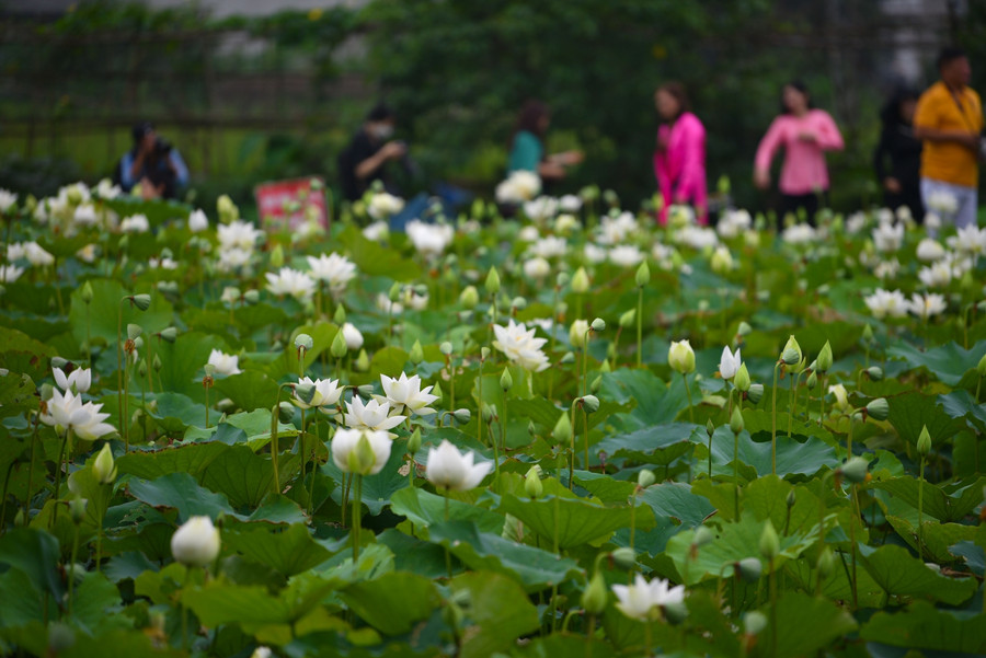 Những ngày gần đây, đầm sen trắng tại xã Tam Hưng, Thanh Oai, Hà Nội đang thu hút rất đông các bạn trẻ.