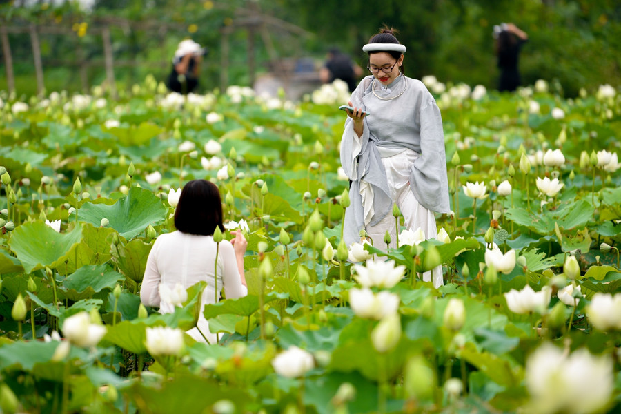 Ngắm đầm Bạch Liên đẹp tinh khôi giữa lòng Hà Nội ảnh 7