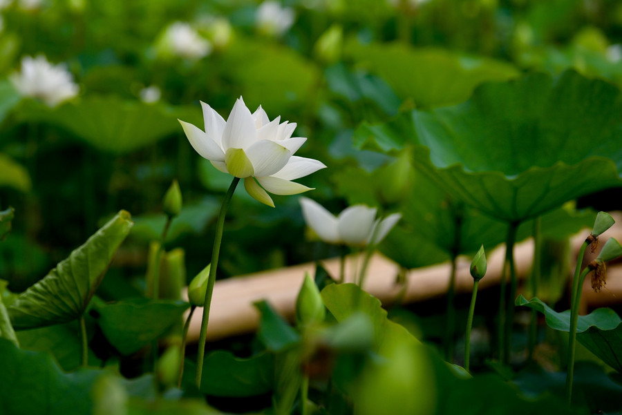 Ngắm đầm Bạch Liên đẹp tinh khôi giữa lòng Hà Nội ảnh 21