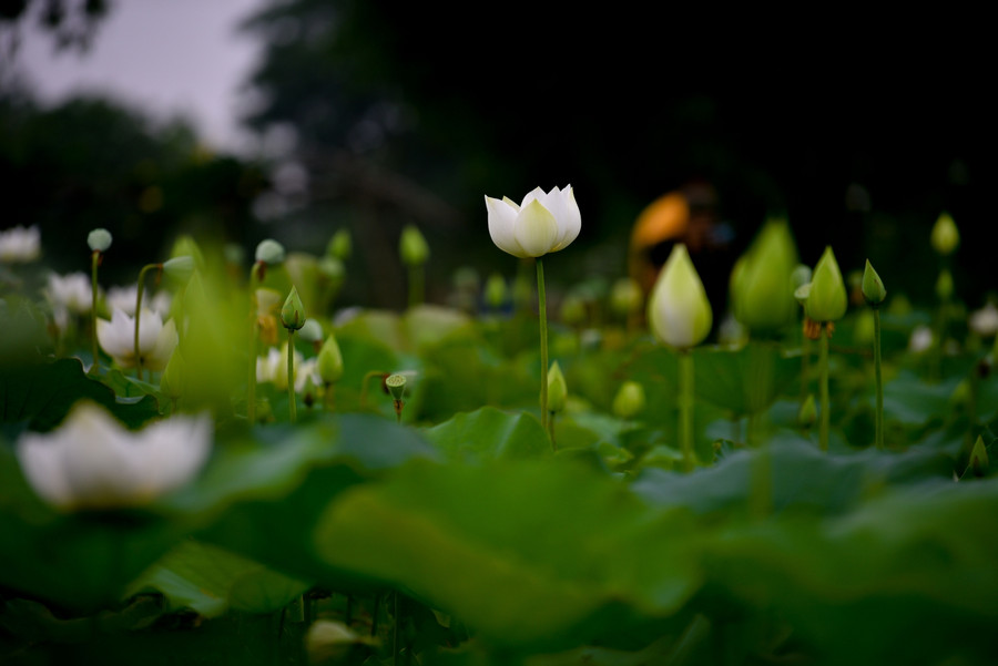 Đầm sen nơi toàn bộ là sen trắng đây mang sự khác biệt so với các đầm sen khác ở Hà Nội.
