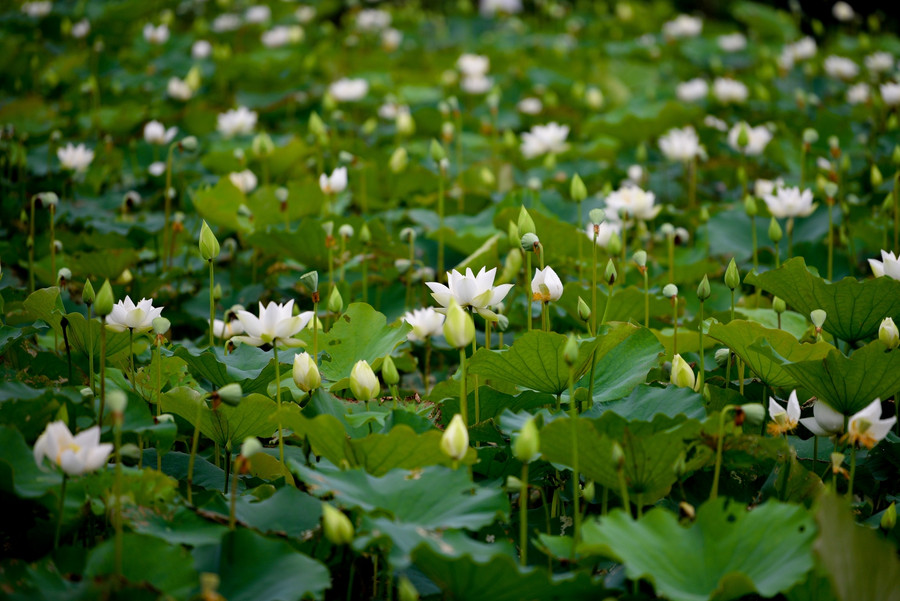 Nơi đây hứa hẹn sẽ là địa điểm chụp hình lý tưởng cho nhiều người vào dịp cuối tuần.