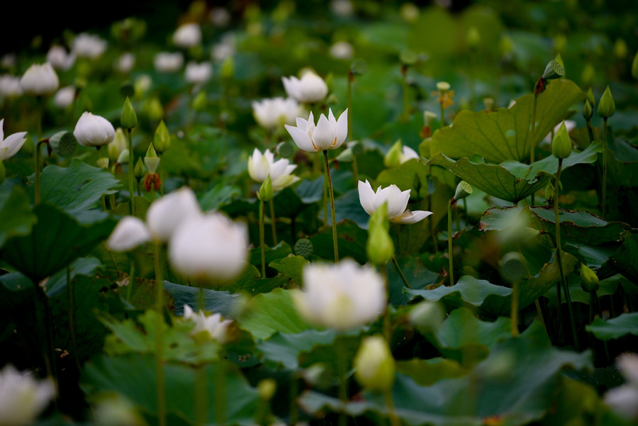 Được biết tại đầm, sen đã nở được khoảng 2-3 tuần nay, hiện tại đang là thời gian sen trắng nở rộ nhất.