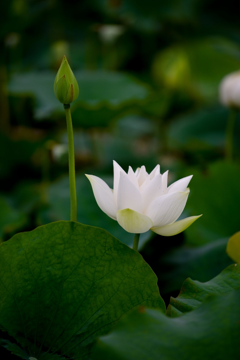 Ngắm đầm Bạch Liên đẹp tinh khôi giữa lòng Hà Nội ảnh 5