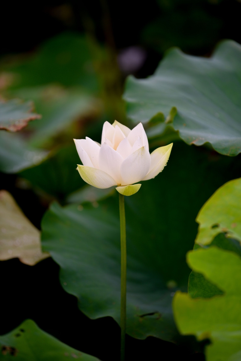 Ngắm đầm Bạch Liên đẹp tinh khôi giữa lòng Hà Nội ảnh 3