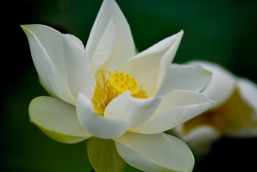 Những bông sen trắng mang vẻ đẹp thanh tao tỏa hương thơm dịu đã thu hút nhiều người đến tham quan và chụp ảnh.