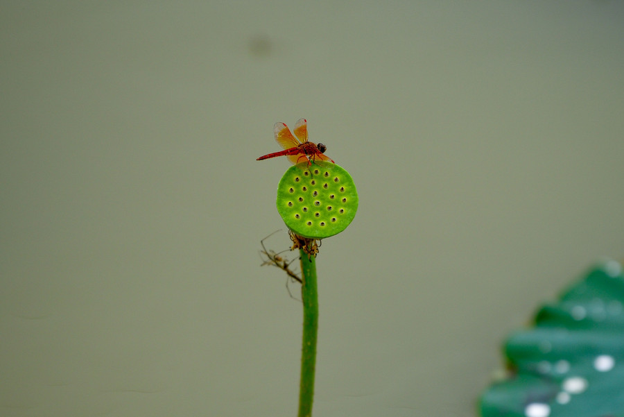 Ngắm đầm Bạch Liên đẹp tinh khôi giữa lòng Hà Nội ảnh 22