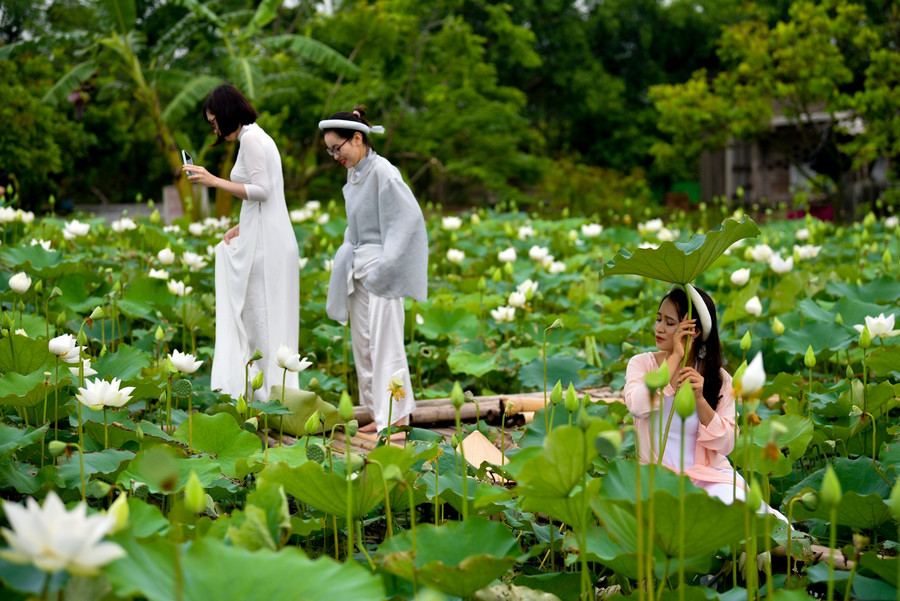 Ngắm đầm Bạch Liên đẹp tinh khôi giữa lòng Hà Nội ảnh 13