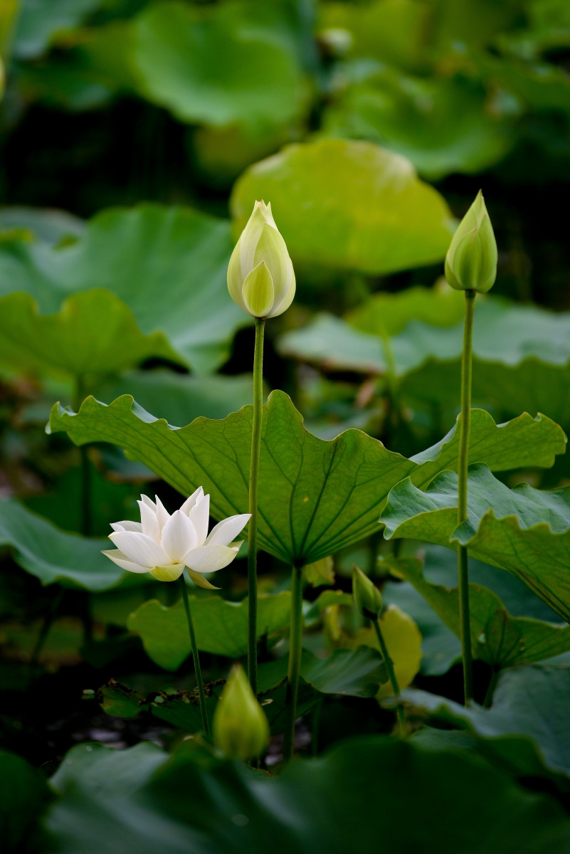 Được biết, chủ đầm sen thu mỗi người vào chụp ảnh là 50.000 đồng/lượt.