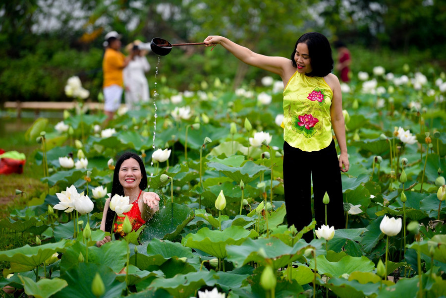Những ngày cuối tuần rất đông người dân đã đến để chụp ảnh với sen trắng.