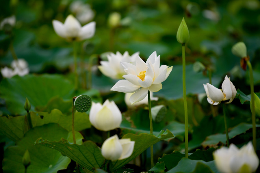 Sen trắng còn có tên gọi tao nhã là Bạch Liên, loài sen mang vẻ đẹp thanh tao và tinh khiết.