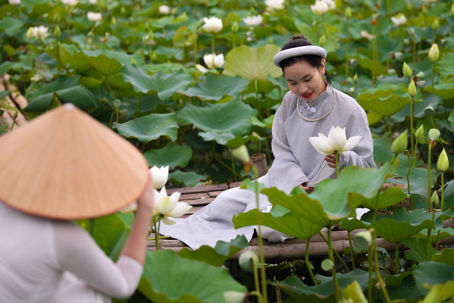 Ngắm đầm Bạch Liên đẹp tinh khôi giữa lòng Hà Nội ảnh 15