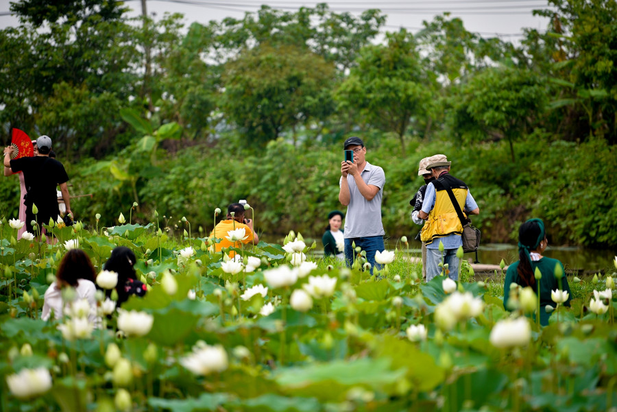 Ngắm đầm Bạch Liên đẹp tinh khôi giữa lòng Hà Nội ảnh 10