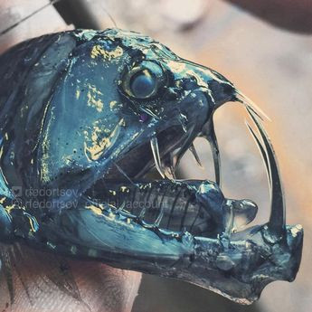 Người dùng trên mạng xã hội so sánh con cá yêu tinh với một sinh vật từ Alien. Người dùng trên mạng xã hội so sánh con cá yêu tinh với một sinh vật từ Alien.