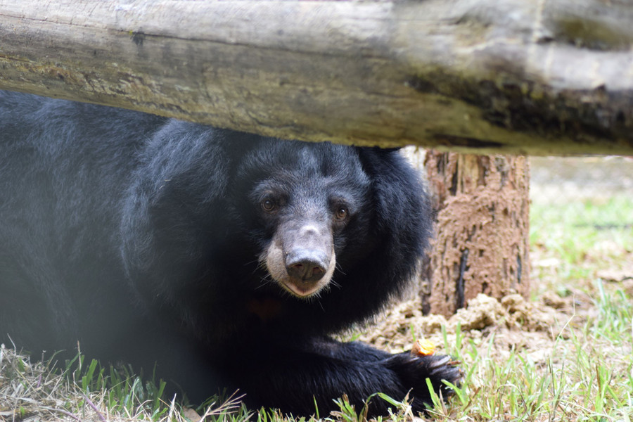Chú gấu có 1 tên mới rất đặc biệt do Maggie Q đặt cho Phoenix – (Phượng hoàng)