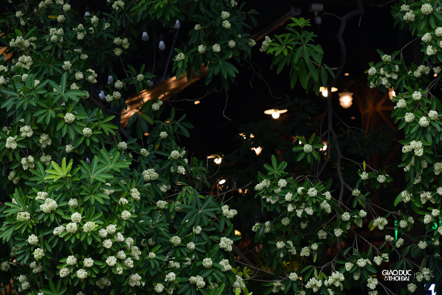 Những bông hoa sữa nhỏ màu trắng kết thành chùm.