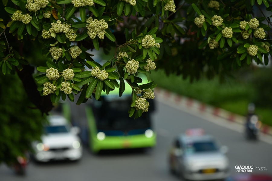 Mùa hoa sữa thực sự bắt đầu từ cuối tháng 9 và kéo dài đến khoảng đầu tháng 12 Dương lịch.