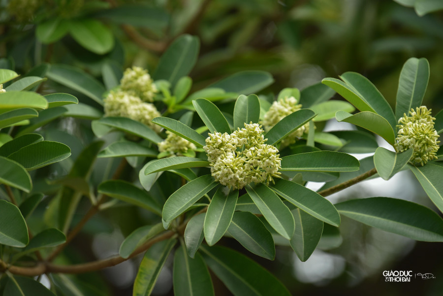 Đối với những người yêu thích hoa sữa, mỗi độ thu sang hoa sữa nở, mùi hương nồng nàn ấy lại khiến trái tim họ thổn thức, chẳng thể nào quên nổi những kỉ niệm Hà Nội xưa.