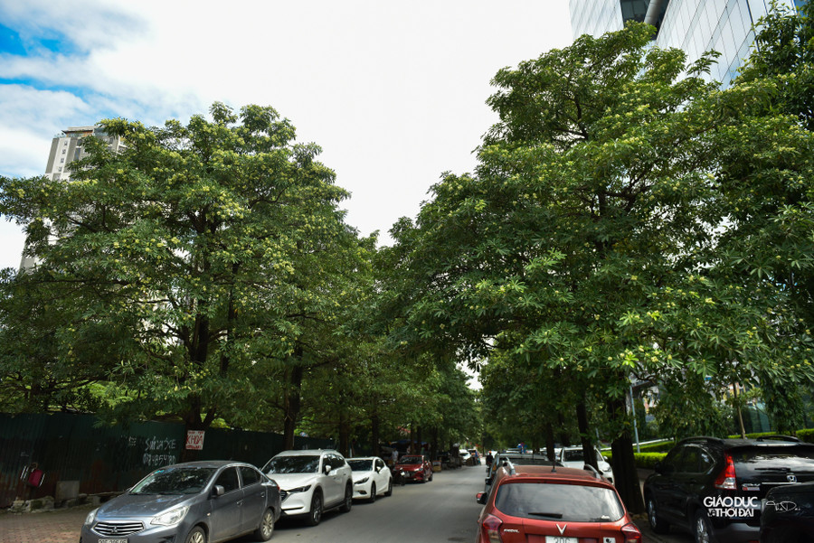 Mỗi mùa thu Hà Nội qua đi, lại thêm một mùa thu hoa sữa nữa tôn thêm nét đẹp, sự dịu dàng và lãng mạn vốn có trong lòng Hà Nội.