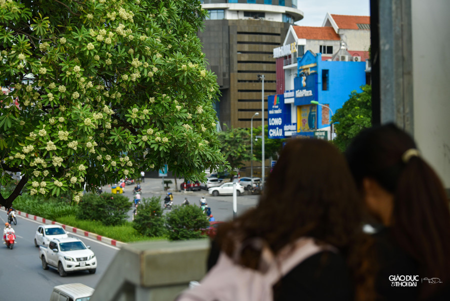 Hoa sữa là loài hoa đặc trưng cho mùa thu Hà Nội với những vẻ đẹp rất riêng, rất ngọt ngào mà không đâu có thể cảm nhận được trọn vẹn ngoài người dân sống tại Thủ đô.